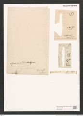 Synedra sp. (de-Toni-Nr.: Genus 66, Species 2607 var.) Zeichnungen Sammlung Grunow (NHMW-BOT-W0373528)